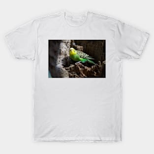 Budgie In Nest Hole T-Shirt